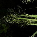 Panicum aquaticum Floare