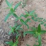 Oldenlandia corymbosa Foglia