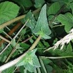 Campanula cervicaria Feuille