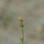 Linaria simplex Flower