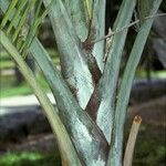 Pseudophoenix vinifera Blad