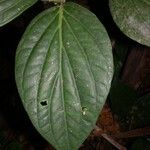 Piper nudifolium 叶