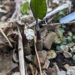 Silphium terebinthinaceum Habit