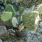 Opuntia phaeacantha Folla