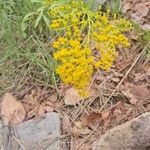 Solidago junceaFlower