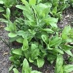 Silene baccifera Hoja