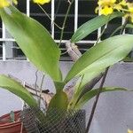 Oncidium baueri Folha