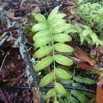 Phanerophlebia umbonata Leaf