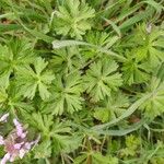 Geranium carolinianum Lehti