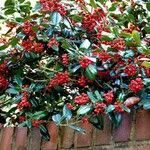 Ilex cornuta ഇല