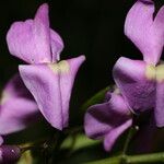 Lonchocarpus schiedeanus Flor