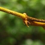 Leptoderris brachyptera Corteza
