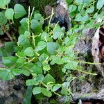 Peperomia pellucida 葉