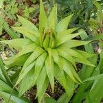 Fritillaria imperialis Hoja