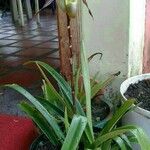 Phragmipedium longifolium Flor