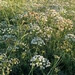 Oenanthe crocata Habitat