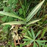 Pleioblastus variegatus Flor