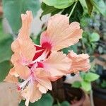 Hibiscus rosa-sinensis Flors