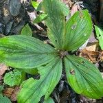 Costus curvibracteatus Leaf