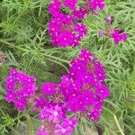 Verbena tenera 花