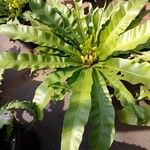 Asplenium antiquum Leaf