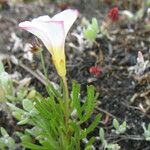 Oxalis versicolor Floare