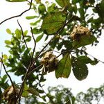 Terminalia ivorensis Meyve