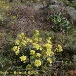 Biscutella sempervirens Tervik taim