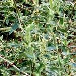 Chenopodium betaceum Агульны выгляд