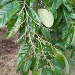 Oxydendrum arboreum Fruct