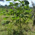 Solanum stramoniifolium Elinympäristö