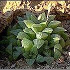 Haworthia turgida Leaf
