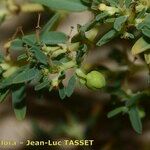 Euphorbia polygonifolia Fruto