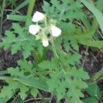 Solanum sisymbriifoliumЛисток