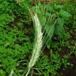 Hordeum bulbosum Ffrwyth