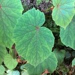 Begonia handelii Folha