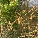 Corylus americana 葉