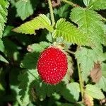 Rubus rosifolius Frukto