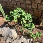 Kalanchoe beharensis Blad