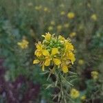 Brassica napus Λουλούδι