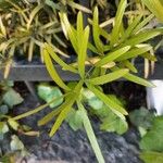 Asparagus falcatus Φύλλο