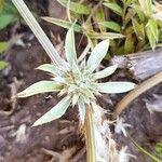 Eryngium nudicaule Φύλλο