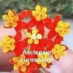 Asclepias curassavica花