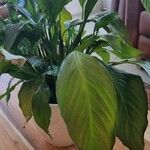 Spathiphyllum floribundumBlad