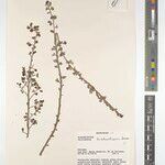 Phyllanthus humbertianus Otro
