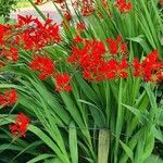 Crocosmia aurea Λουλούδι