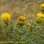 Carthamus arborescens Hábito