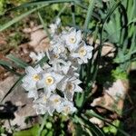 Narcissus papyraceusFloare