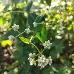 Persicaria chinensis Blomma