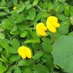 Arachis hypogaea Leaf